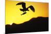 Bald Eagle in Flight, with Fish-null-Mounted Photographic Print