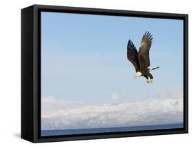 Bald Eagle in Flight with Upbeat Wingspread, Homer, Alaska, USA-Arthur Morris-Framed Stretched Canvas