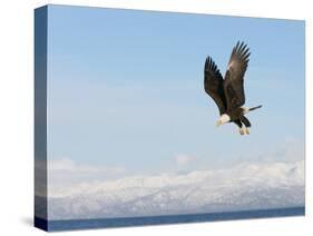 Bald Eagle in Flight with Upbeat Wingspread, Homer, Alaska, USA-Arthur Morris-Stretched Canvas