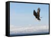 Bald Eagle in Flight with Upbeat Wingspread, Homer, Alaska, USA-Arthur Morris-Framed Stretched Canvas