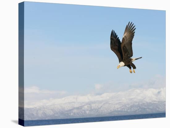 Bald Eagle in Flight with Upbeat Wingspread, Homer, Alaska, USA-Arthur Morris-Stretched Canvas