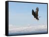 Bald Eagle in Flight with Upbeat Wingspread, Homer, Alaska, USA-Arthur Morris-Framed Stretched Canvas