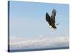 Bald Eagle in Flight with Upbeat Wingspread, Homer, Alaska, USA-Arthur Morris-Stretched Canvas