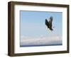 Bald Eagle in Flight with Upbeat Wingspread, Homer, Alaska, USA-Arthur Morris-Framed Photographic Print