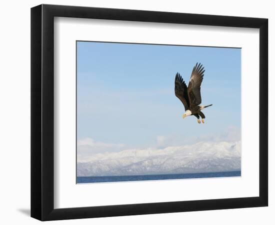 Bald Eagle in Flight with Upbeat Wingspread, Homer, Alaska, USA-Arthur Morris-Framed Photographic Print