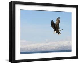 Bald Eagle in Flight with Upbeat Wingspread, Homer, Alaska, USA-Arthur Morris-Framed Photographic Print