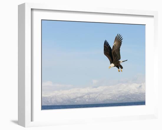 Bald Eagle in Flight with Upbeat Wingspread, Homer, Alaska, USA-Arthur Morris-Framed Photographic Print