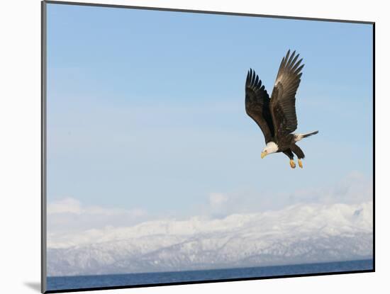 Bald Eagle in Flight with Upbeat Wingspread, Homer, Alaska, USA-Arthur Morris-Mounted Photographic Print