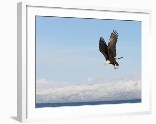 Bald Eagle in Flight with Upbeat Wingspread, Homer, Alaska, USA-Arthur Morris-Framed Photographic Print