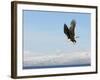 Bald Eagle in Flight with Upbeat Wingspread, Homer, Alaska, USA-Arthur Morris-Framed Photographic Print