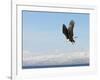 Bald Eagle in Flight with Upbeat Wingspread, Homer, Alaska, USA-Arthur Morris-Framed Photographic Print
