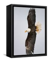 Bald Eagle in Flight with Wingspread, Homer, Alaska, USA-Arthur Morris-Framed Stretched Canvas