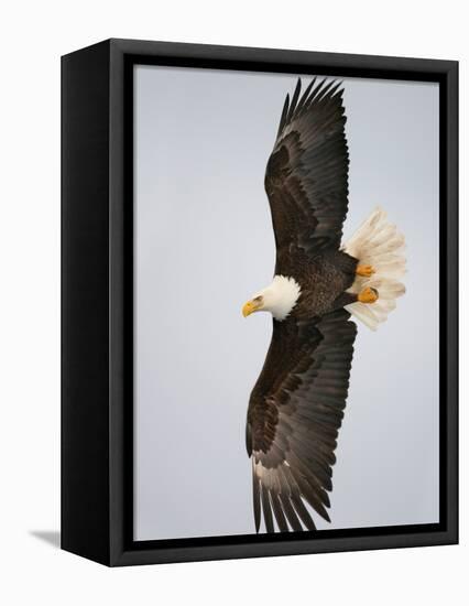 Bald Eagle in Flight with Wingspread, Homer, Alaska, USA-Arthur Morris-Framed Stretched Canvas