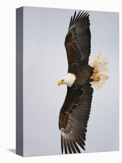 Bald Eagle in Flight with Wingspread, Homer, Alaska, USA-Arthur Morris-Stretched Canvas