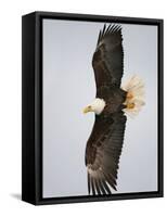 Bald Eagle in Flight with Wingspread, Homer, Alaska, USA-Arthur Morris-Framed Stretched Canvas