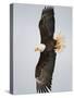 Bald Eagle in Flight with Wingspread, Homer, Alaska, USA-Arthur Morris-Stretched Canvas