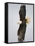 Bald Eagle in Flight with Wingspread, Homer, Alaska, USA-Arthur Morris-Framed Stretched Canvas