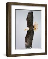 Bald Eagle in Flight with Wingspread, Homer, Alaska, USA-Arthur Morris-Framed Photographic Print