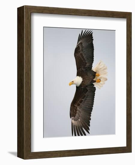 Bald Eagle in Flight with Wingspread, Homer, Alaska, USA-Arthur Morris-Framed Photographic Print