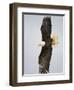 Bald Eagle in Flight with Wingspread, Homer, Alaska, USA-Arthur Morris-Framed Photographic Print