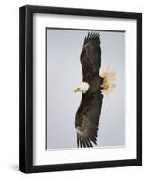 Bald Eagle in Flight with Wingspread, Homer, Alaska, USA-Arthur Morris-Framed Photographic Print