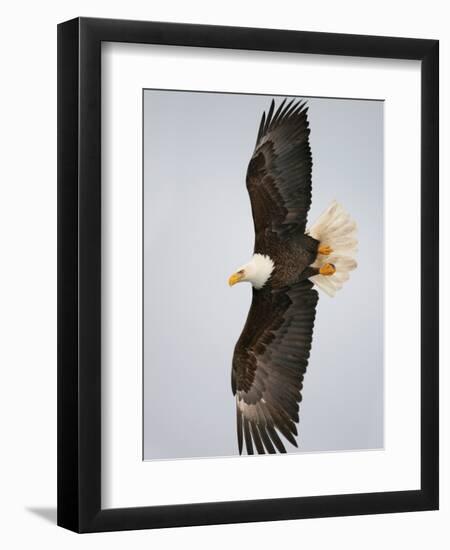 Bald Eagle in Flight with Wingspread, Homer, Alaska, USA-Arthur Morris-Framed Photographic Print