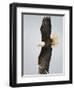 Bald Eagle in Flight with Wingspread, Homer, Alaska, USA-Arthur Morris-Framed Photographic Print