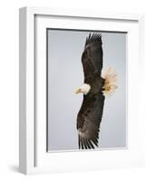 Bald Eagle in Flight with Wingspread, Homer, Alaska, USA-Arthur Morris-Framed Photographic Print