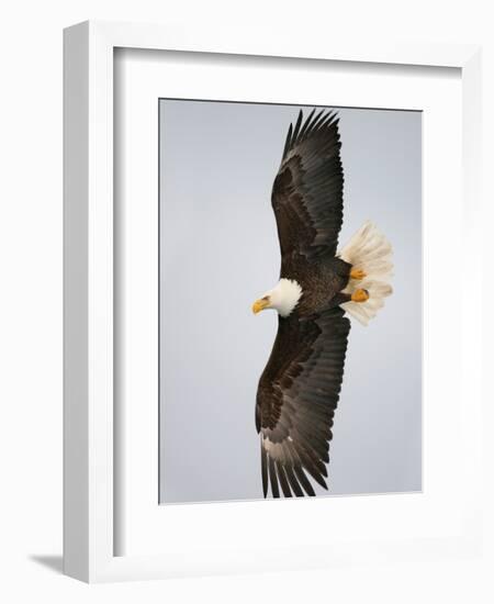 Bald Eagle in Flight with Wingspread, Homer, Alaska, USA-Arthur Morris-Framed Photographic Print