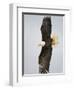 Bald Eagle in Flight with Wingspread, Homer, Alaska, USA-Arthur Morris-Framed Photographic Print