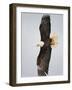 Bald Eagle in Flight with Wingspread, Homer, Alaska, USA-Arthur Morris-Framed Photographic Print