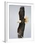 Bald Eagle in Flight with Wingspread, Homer, Alaska, USA-Arthur Morris-Framed Photographic Print