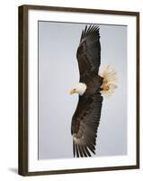 Bald Eagle in Flight with Wingspread, Homer, Alaska, USA-Arthur Morris-Framed Photographic Print