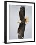 Bald Eagle in Flight with Wingspread, Homer, Alaska, USA-Arthur Morris-Framed Photographic Print