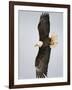 Bald Eagle in Flight with Wingspread, Homer, Alaska, USA-Arthur Morris-Framed Photographic Print