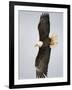 Bald Eagle in Flight with Wingspread, Homer, Alaska, USA-Arthur Morris-Framed Photographic Print