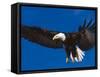 Bald Eagle in Flight-Lynn M^ Stone-Framed Stretched Canvas