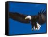 Bald Eagle in Flight-Lynn M^ Stone-Framed Stretched Canvas