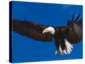 Bald Eagle in Flight-Lynn M^ Stone-Stretched Canvas