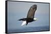 Bald Eagle in Flight-Paul Souders-Framed Stretched Canvas