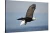 Bald Eagle in Flight-Paul Souders-Stretched Canvas
