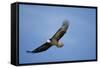 Bald Eagle in Flight-null-Framed Stretched Canvas