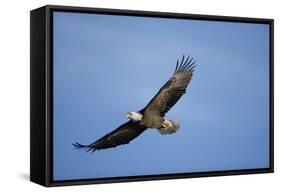 Bald Eagle in Flight-null-Framed Stretched Canvas