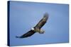 Bald Eagle in Flight-null-Stretched Canvas