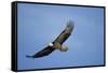 Bald Eagle in Flight-null-Framed Stretched Canvas