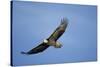 Bald Eagle in Flight-null-Stretched Canvas