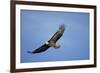 Bald Eagle in Flight-null-Framed Premium Photographic Print