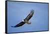 Bald Eagle in Flight-null-Framed Stretched Canvas