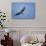 Bald Eagle in Flight-null-Stretched Canvas displayed on a wall