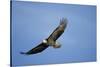 Bald Eagle in Flight-null-Stretched Canvas